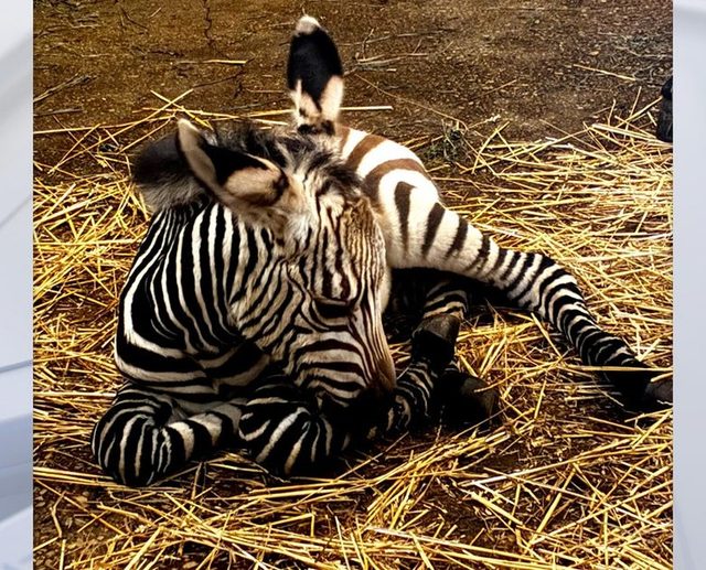 Racine Zoo welcomes a newborn Hartmann's mountain zebra